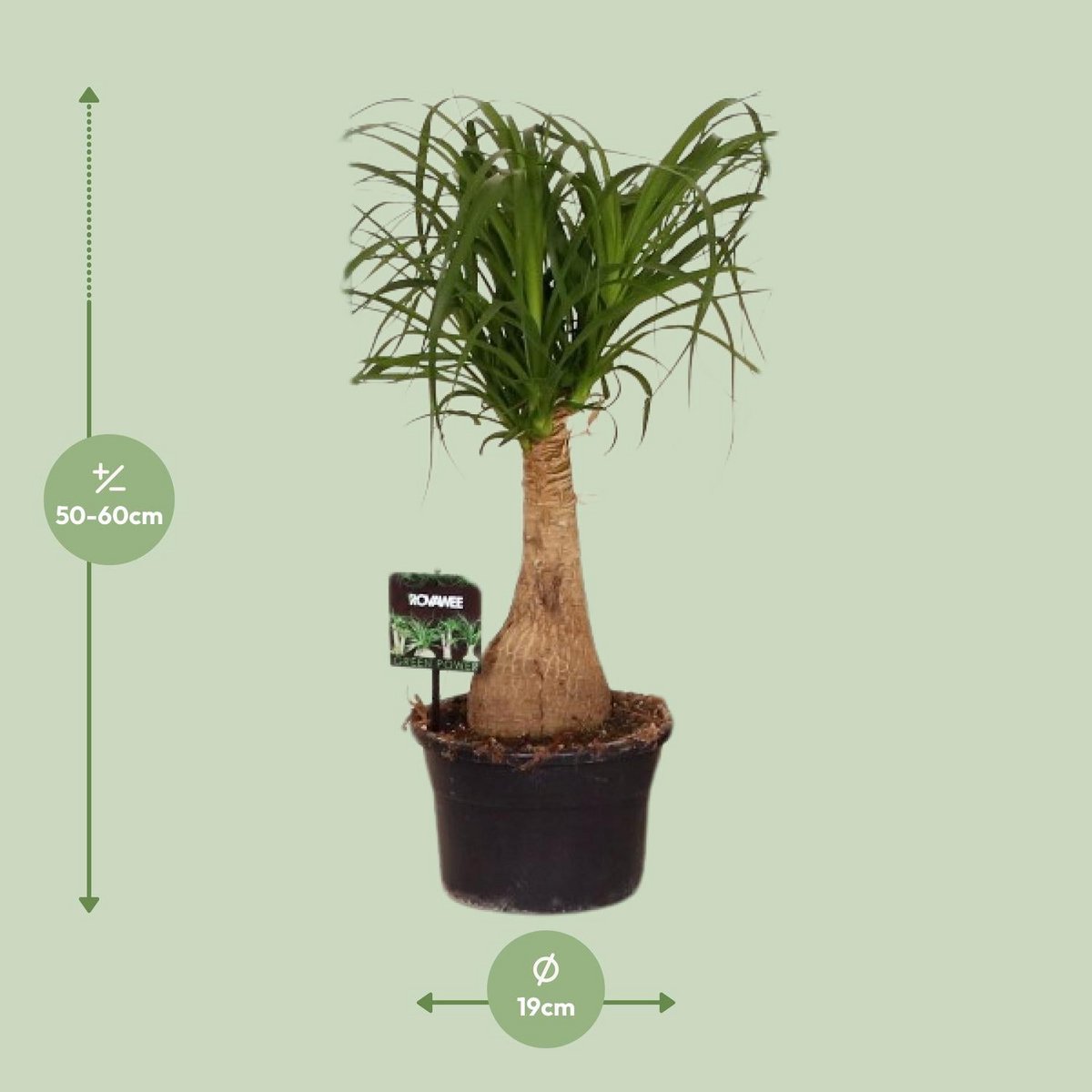 Beaucarnea paardenstaartpalm Ø19x60 cm