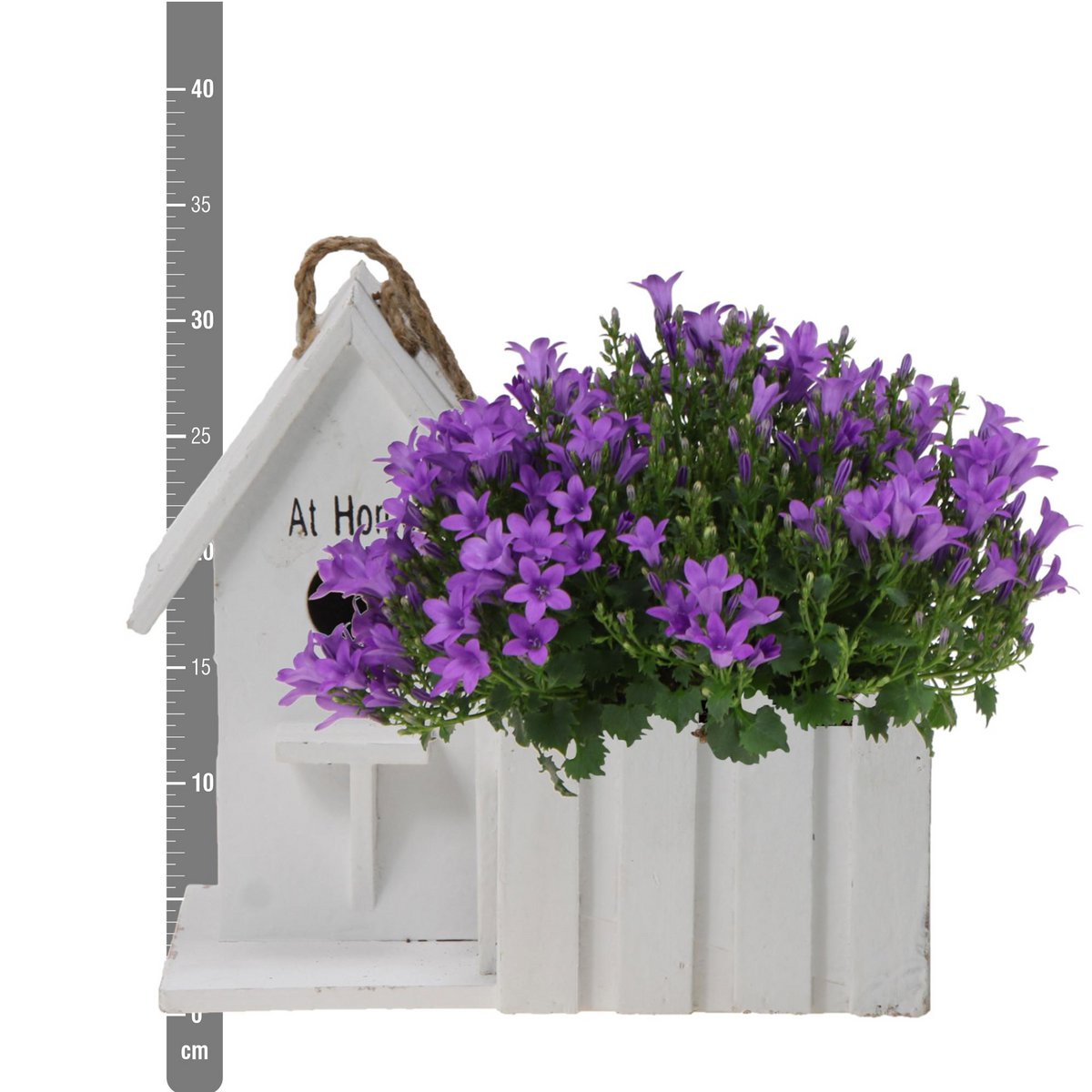 Klokjesbloem (Campanula) Paars in Houten Sierpot Vogelhuisje