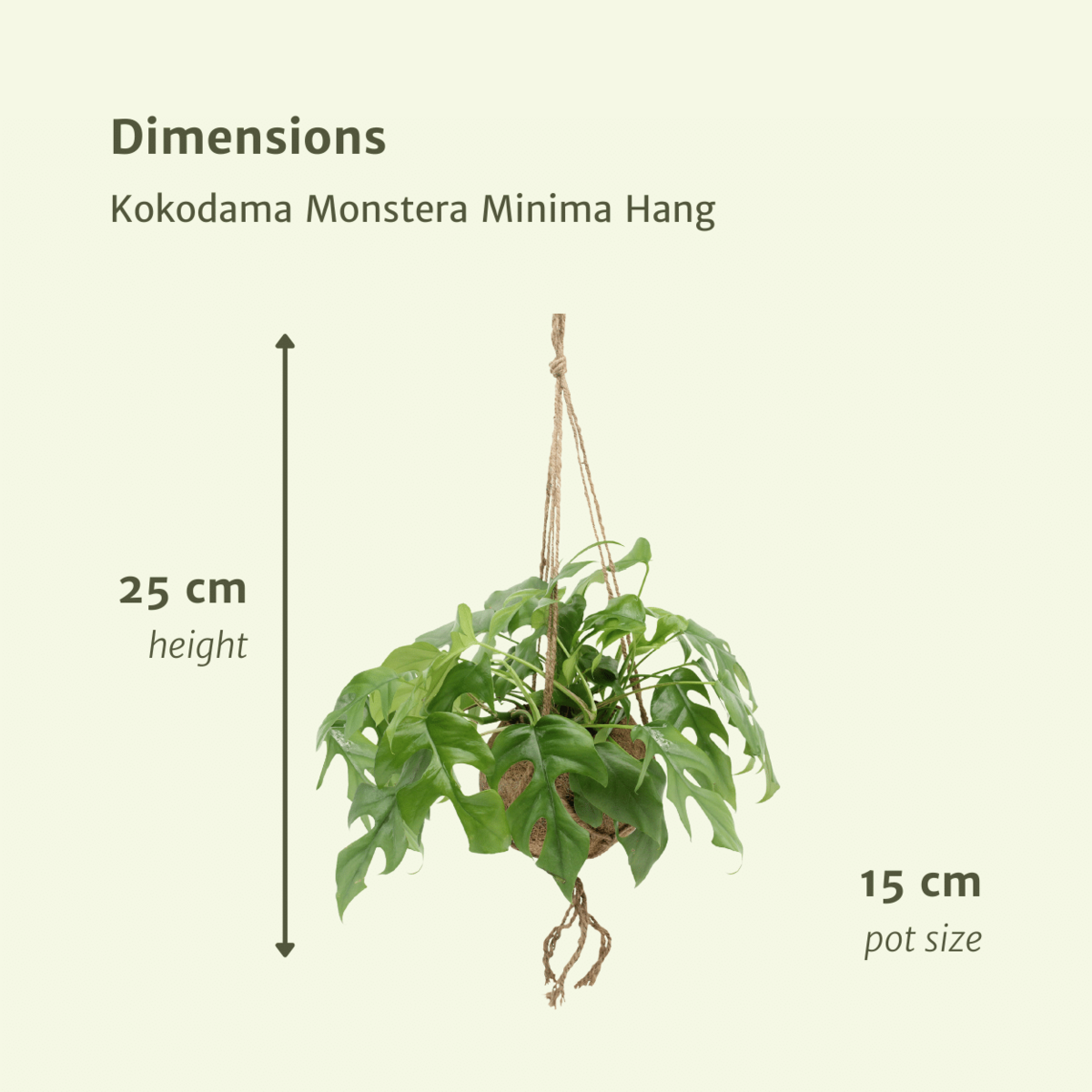 Kokodama Monstera Minima Hang Twee Stuks Gatenplant 15 Cm