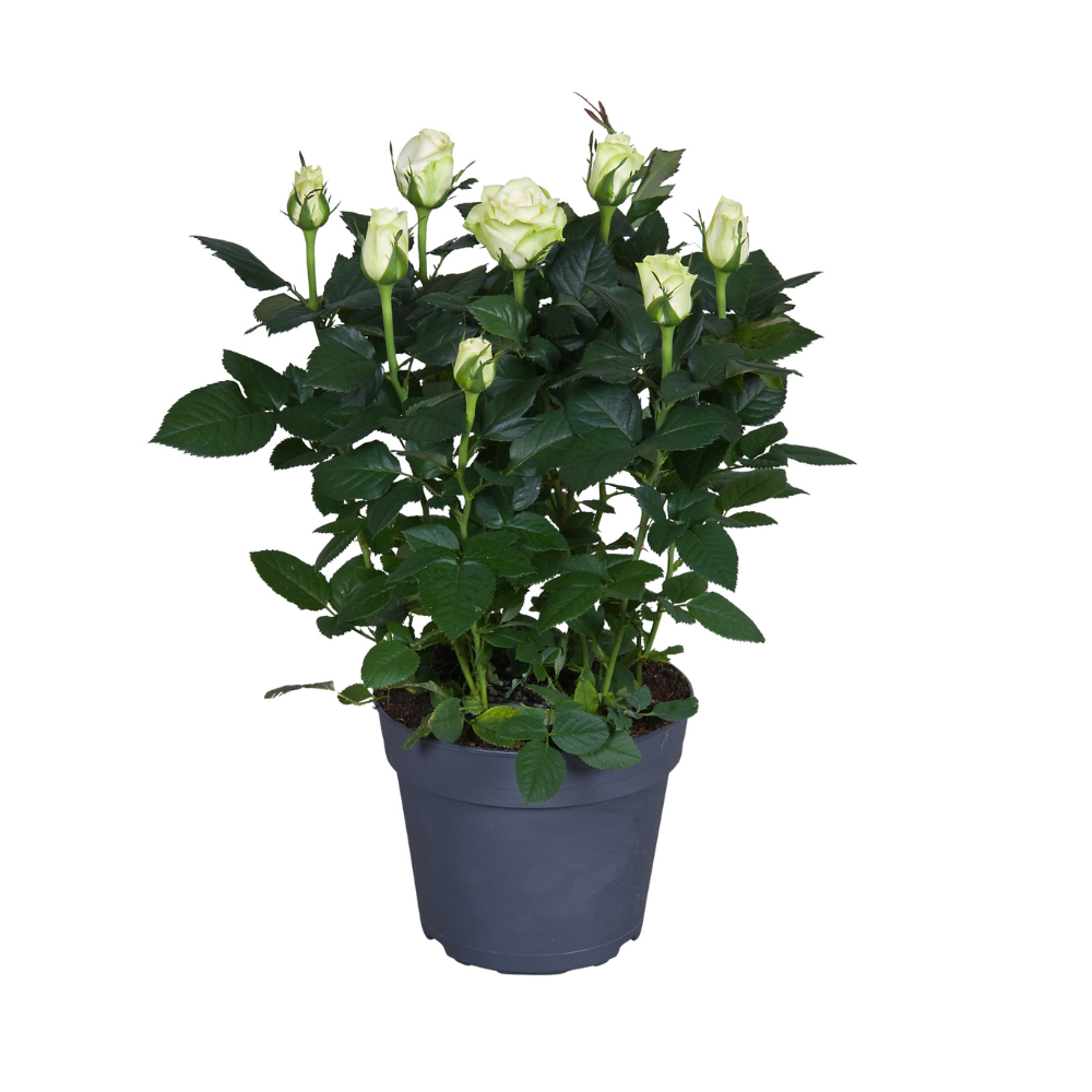 Potroos Rosa Wit Ø17x45 cm
