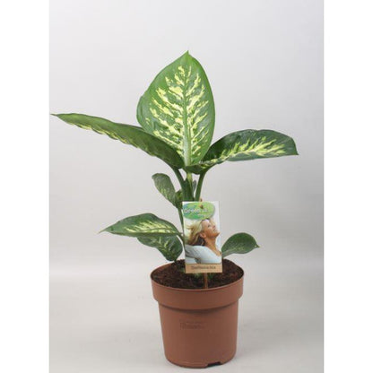 Diefeffenbachia Tropic Snow - Ø17cm - ↕60cm
