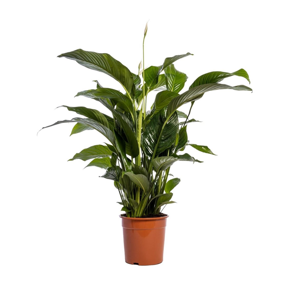 Vredeslelie Spathiphyllum Bellini potmaat 24 cm