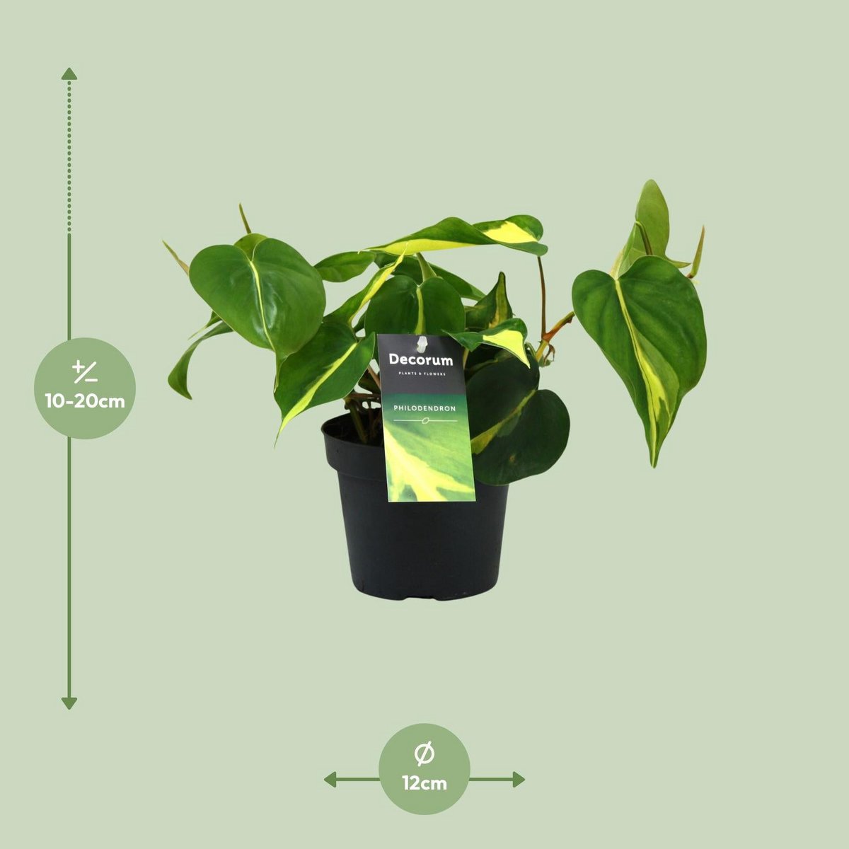 Philodendron Brasil Climbing - Ø12cm - ↕20cm