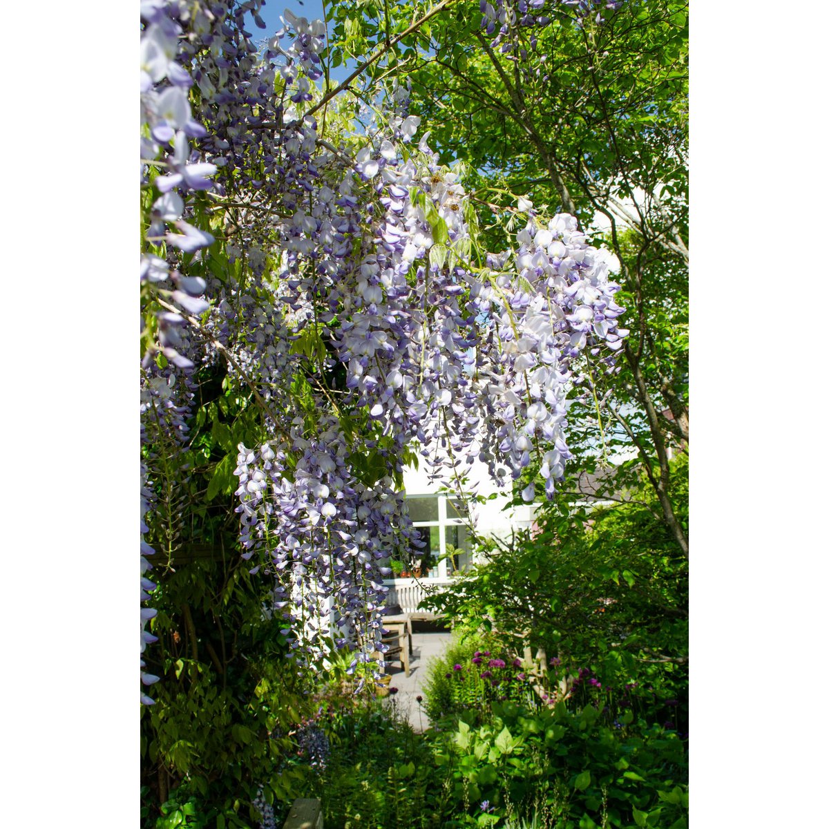 Wisteria sinensis Caroline - Paarse Regen - Ø15cm - ↕65cm