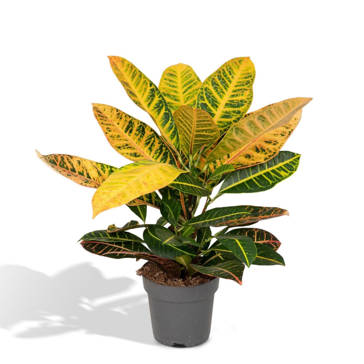 Kamerplant Codiaeum Petra Ø17cm ↕45cm