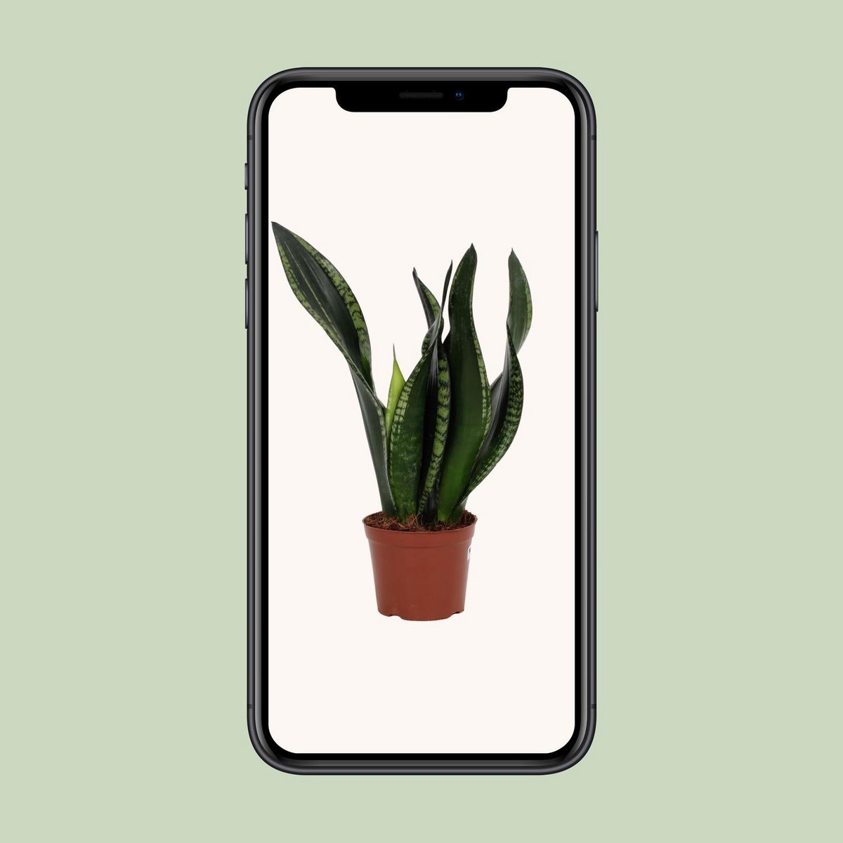 Sansevieria Whitey 12 cm - Ø12cm - ↕27cm