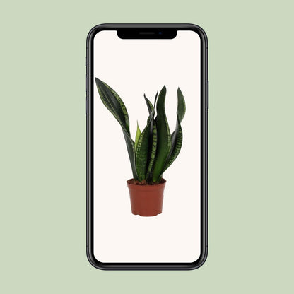 Sansevieria Whitey 12 cm - Ø12cm - ↕27cm