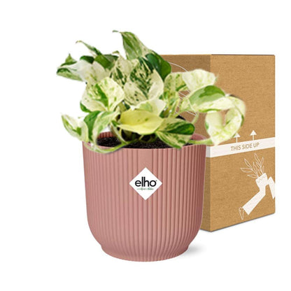 Kamerplant Epipremnum Happy Leaf in roze Elho pot 14 cm