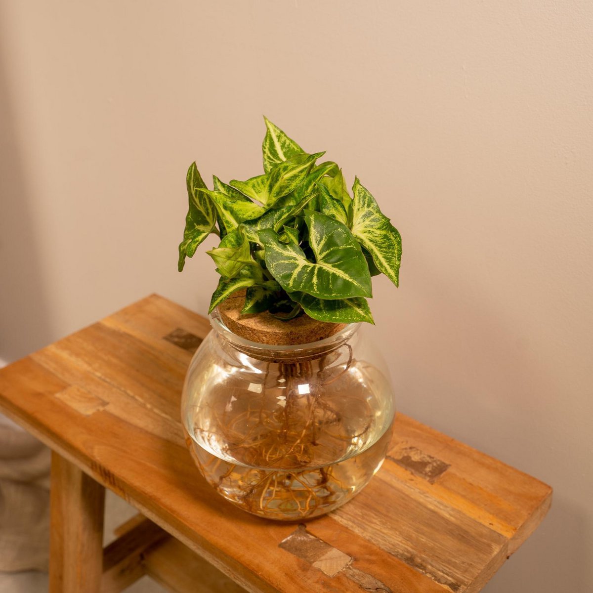 Syngonium Pixie in Glass Sphere - Ø12cm - ↕30cm