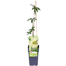 Passiflora Constance Elliot klimplant Ø15cm ↕65cm