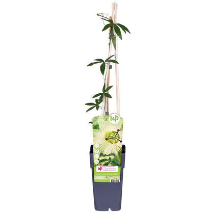 Passiflora Constance Elliot klimplant Ø15cm ↕65cm