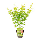 Acer palmatum green - Ø15cm - ↕30cm