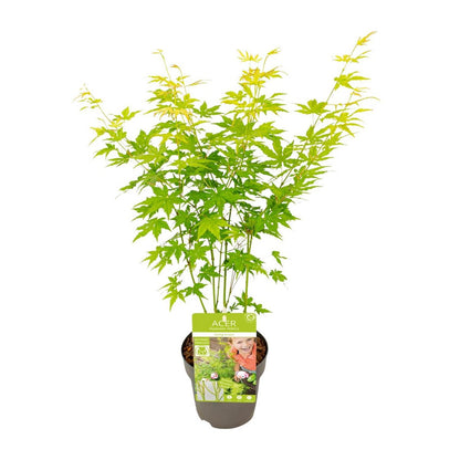 Acer palmatum green - Ø15cm - ↕30cm