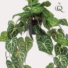Kunstplant Anthurium Clarinervium hangplant 80 cm