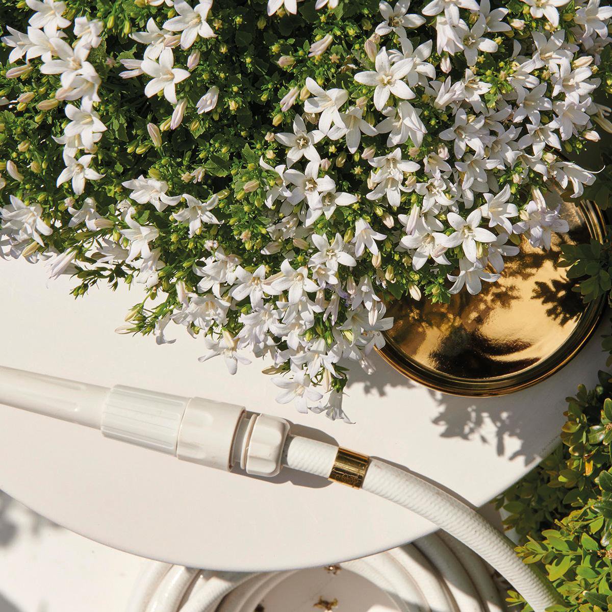 Campanula White Bellflower | 6 Pieces | Pot size 12cm | Ground cover 1m²