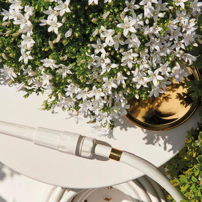 Campanula White Bellflower | 6 Pieces | Pot size 12cm | Ground cover 1m²