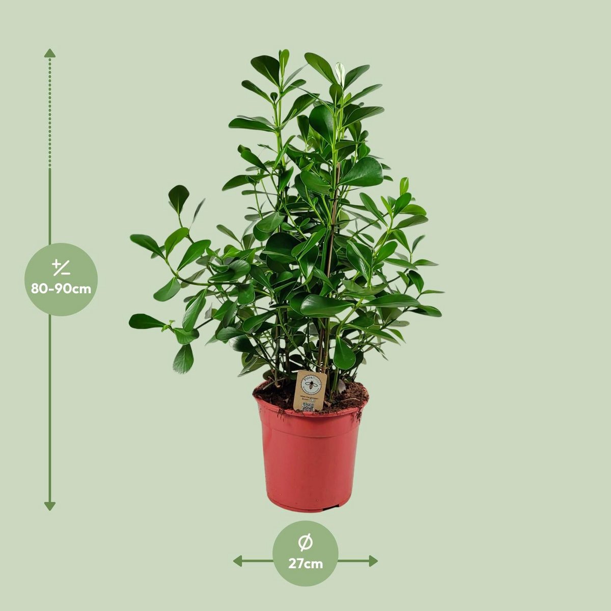 Clusia Rosea Green Magic Kamerplant Hoogte 90 Cm Pot 27 Cm