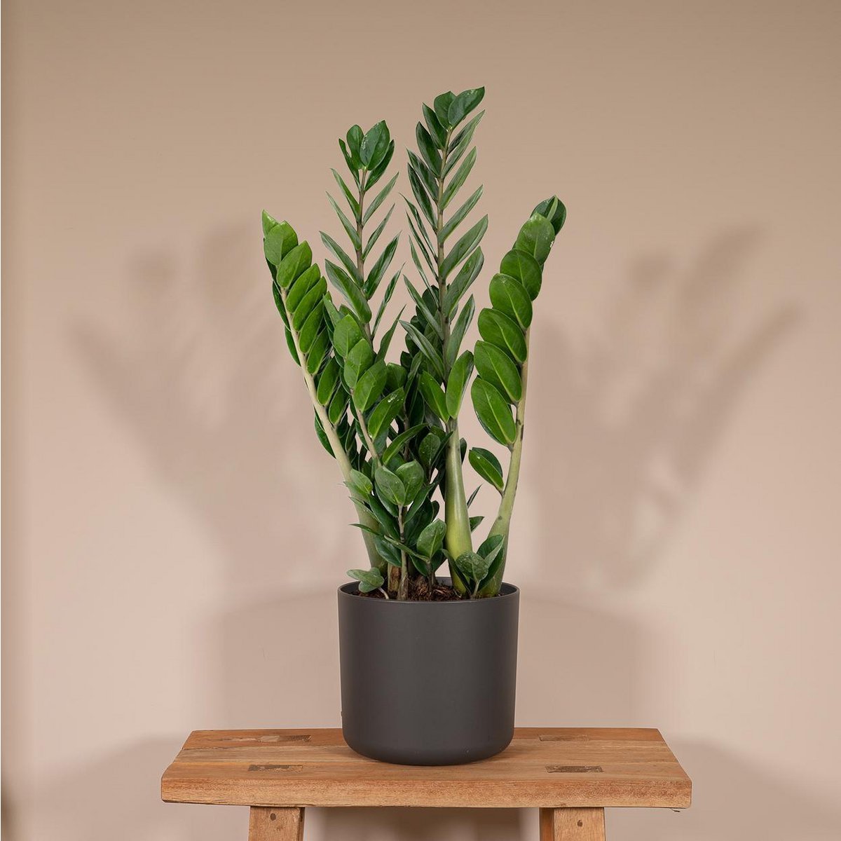Zamioculcas Zamiifolia kamerplant Ø14cm ↕50cm