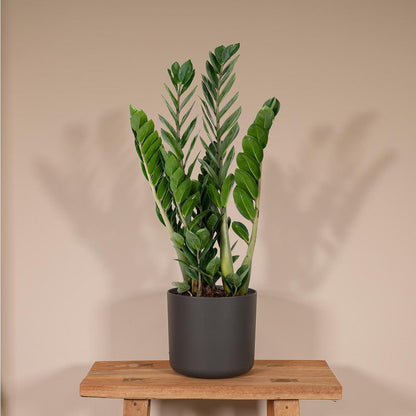 Zamioculcas Zamiifolia kamerplant Ø14cm ↕50cm