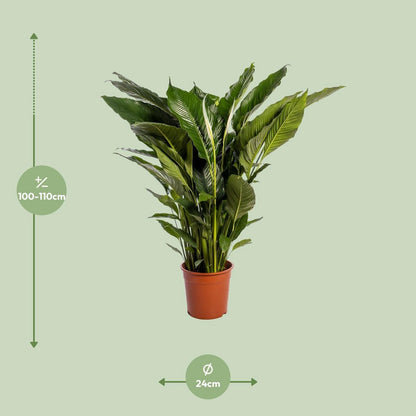 Spathiphyllum Sweet Sebastiano 110 cm wit