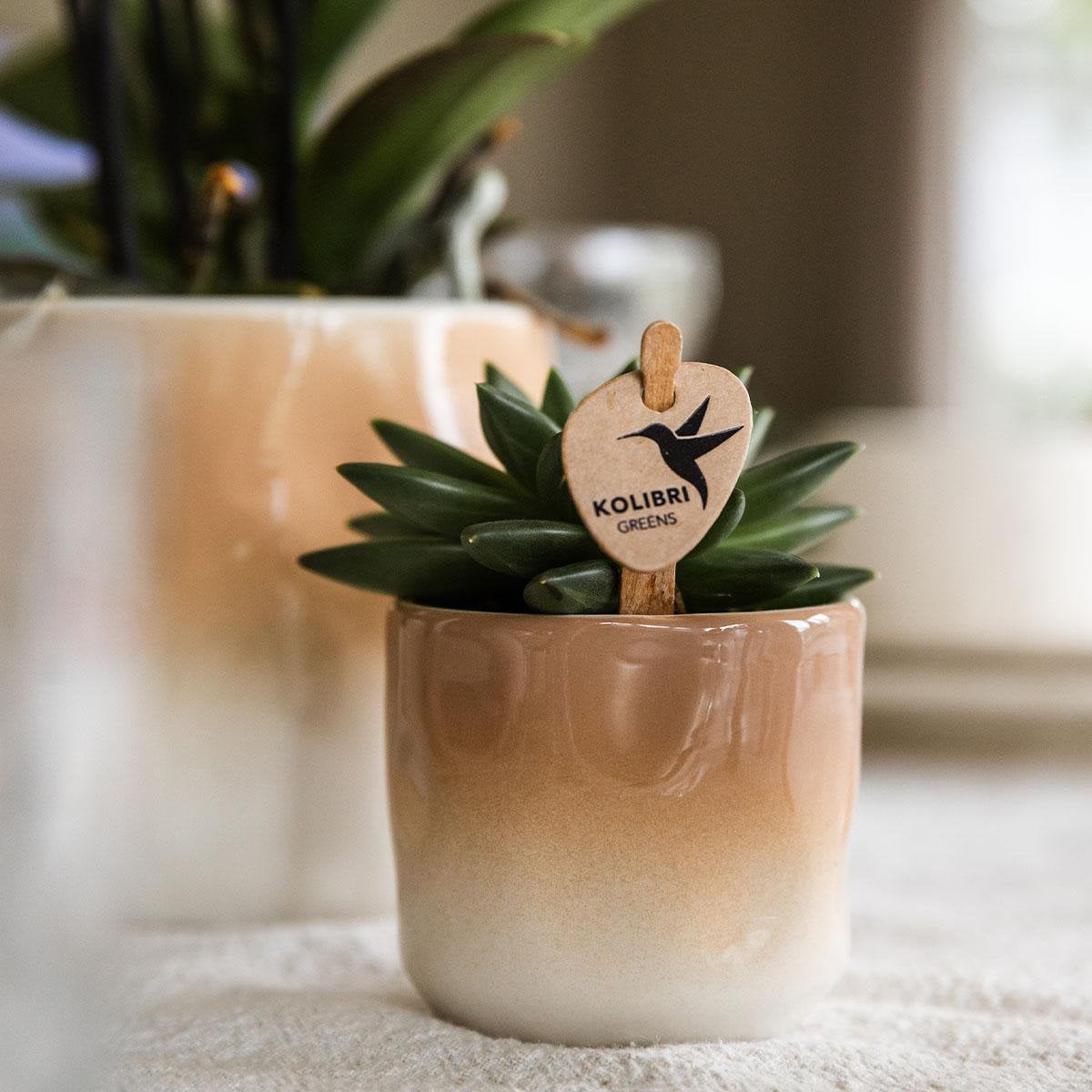 Decoratieve Bloempot met Kleurverloop - Bruin Ø6cm