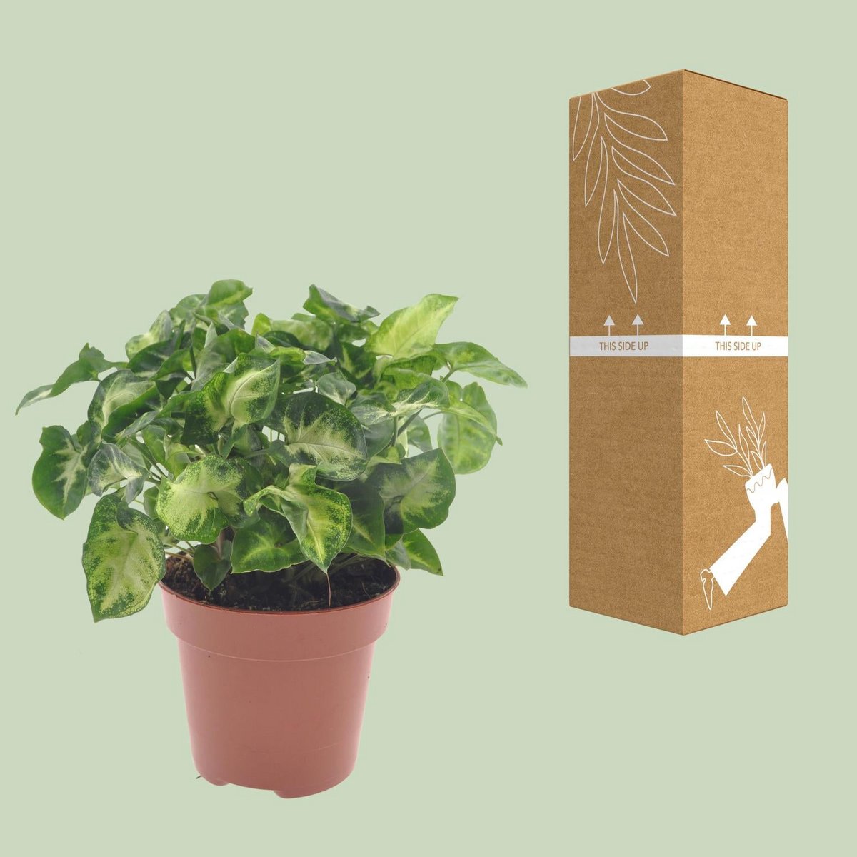 Syngonium pixie - Ø12cm - ↕20cm