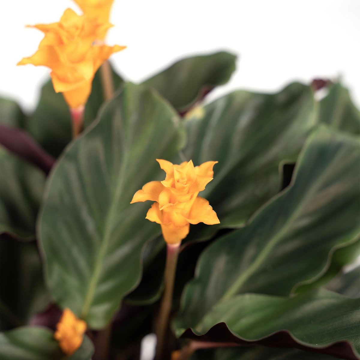 Kamerplant Calathea Crocata pauwenplant potmaat 14cm