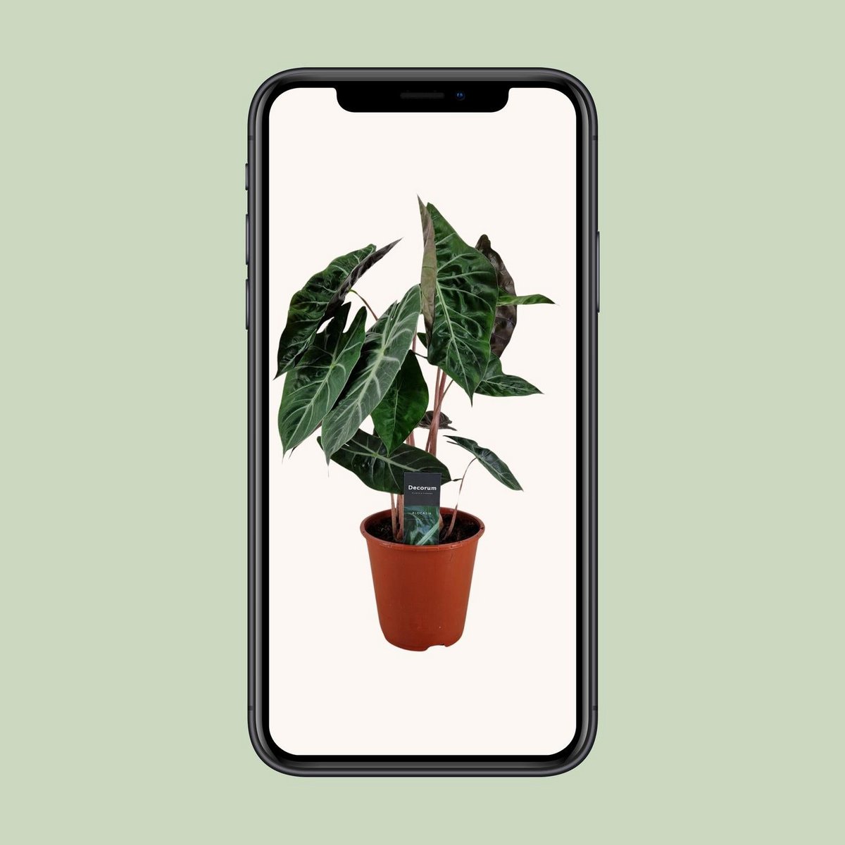 Alocasia Pink Dragon - Ø19cm - ↕75cm