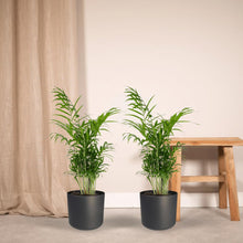 2x Mexicaanse Bergpalm 55cm Ø17cm