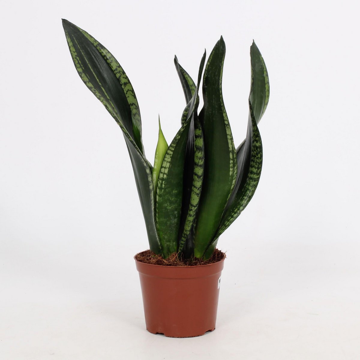 Sansevieria Whitey 12 cm - Ø12cm - ↕27cm