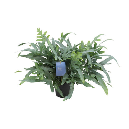 Phlebodium aureum blauwe ster - Ø17cm - ↕50cm