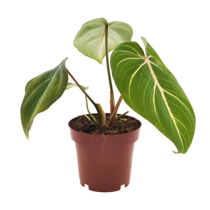 Kamerplant Philodendron Selloum Atom Ø12cm 25cm