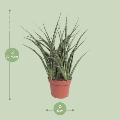 Sansevieria Fernwood Punk kamerplant Ø12cm ↕35cm