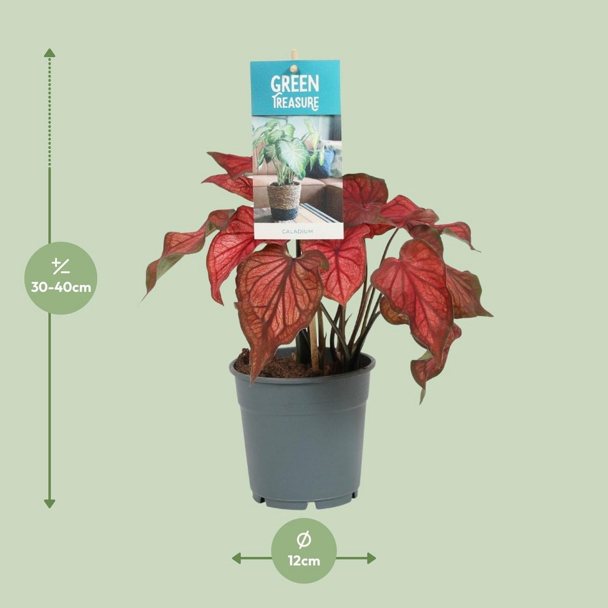 Caladium Red - Ø12cm - ↕25cm