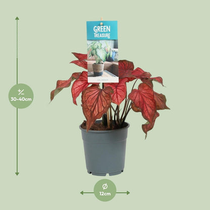 Caladium Red - Ø12cm - ↕25cm