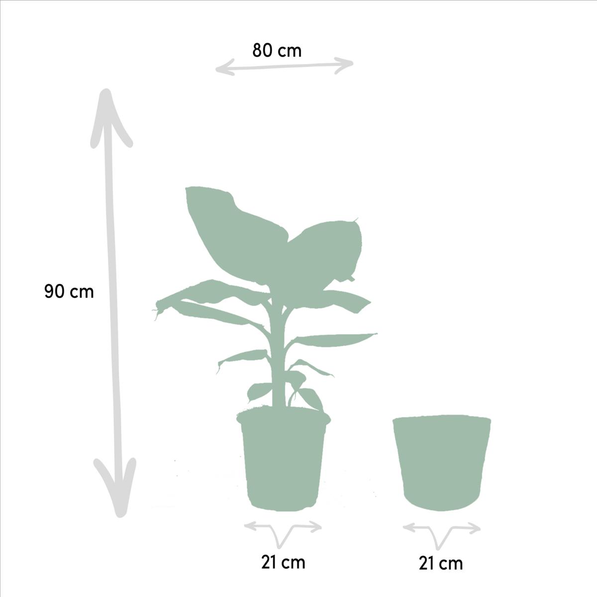 Kamerplantenmix Met Monstera Deliciosa En Alocasia Zebrina