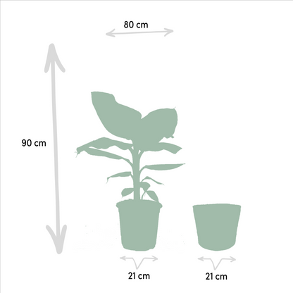 Kamerplantenmix Met Monstera Deliciosa En Alocasia Zebrina