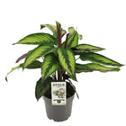 Calathea Majestica Prince plant 45cm potmaat Ø14cm