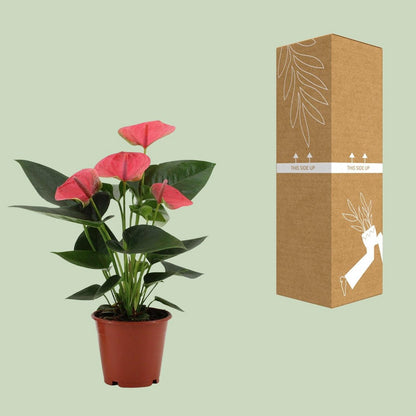Anthurium Sweet Dream in transparante mouw - Ø12cm - ↕36cm