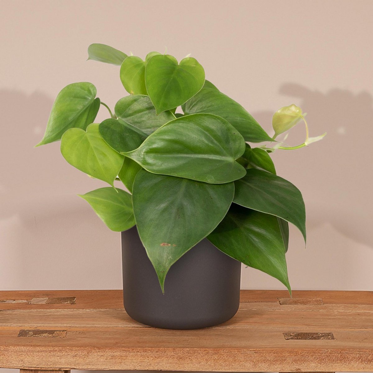 Philodendron Scandens Ø12cm 15cm