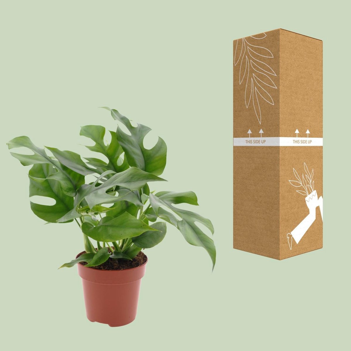 Monstera kamerplant 25 cm potmaat 12 cm