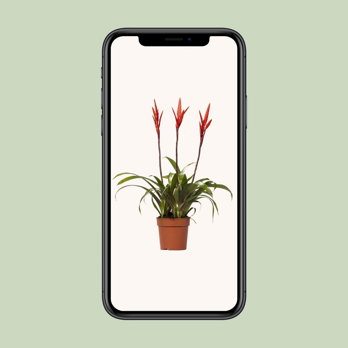 Kamerplant Vriesea Elan Toef Ø12cm ↕55cm