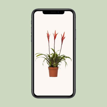 Kamerplant Vriesea Elan Toef Ø12cm ↕55cm