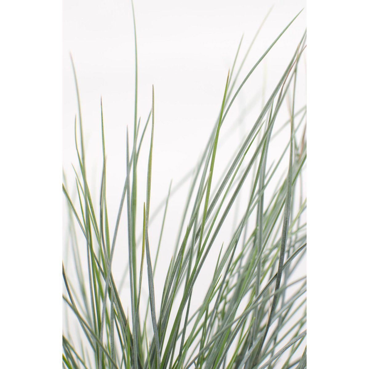 Festuca Glauca Azura Blue - Ø19cm - ↕40cm - Ø14 - ↨30cm