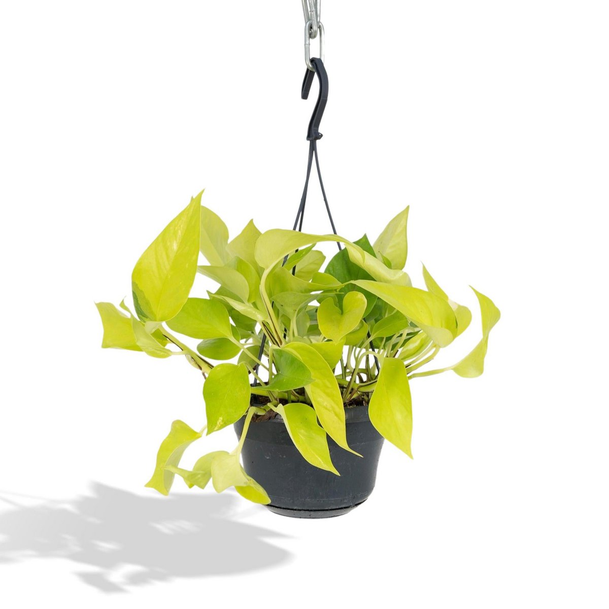 Kamerplant Epipremnum Golden Pothos Ø15cm
