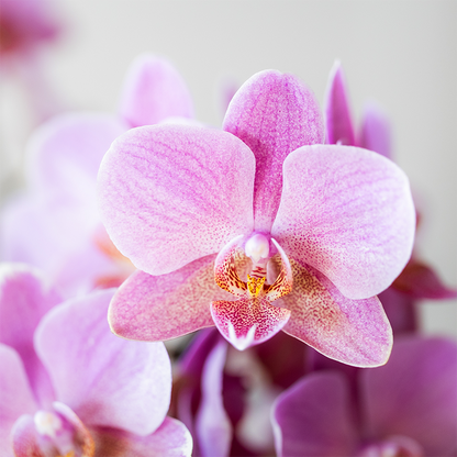 Set van 2 Oudroze Phalaenopsis Orchideeën | Bloeiende Kamerplanten Ø9cm