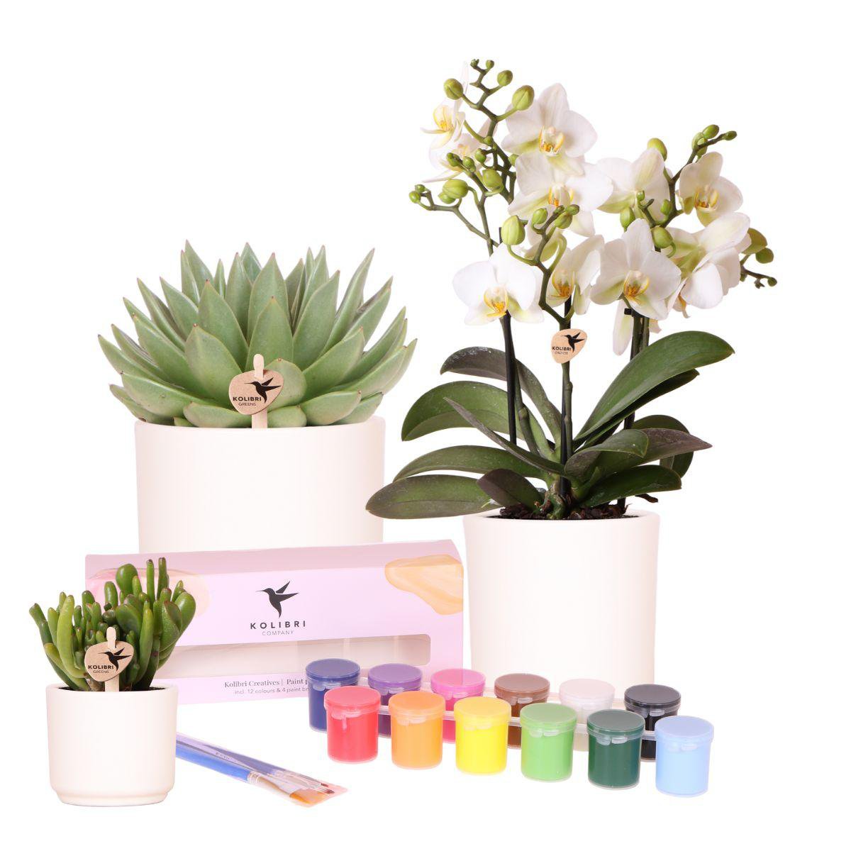 Creatief Verfpakket voor 12 Bloempotten | DIY Groepsactiviteit