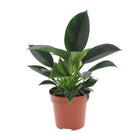 Philodendron Green Princess pot Ø12 cm