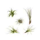 Tillandsia Air Mix - 5 items - ø6cm - ↕6cm