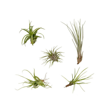 Tillandsia Air Mix - 5 items - ø6cm - ↕6cm